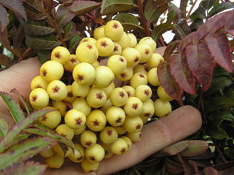 Sorbus arnoldiana Golden Wonder mit Fruchtschmuck