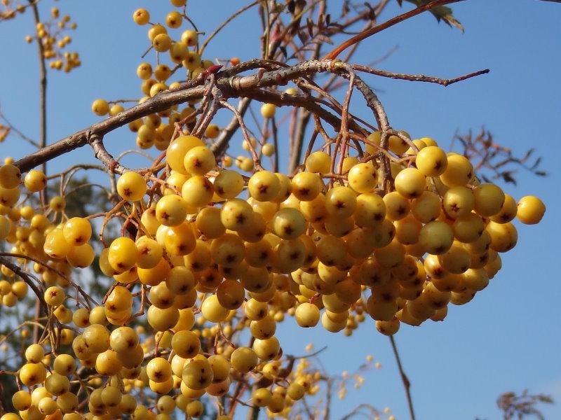 Herbstlicher Blickfang: Sorbus arnoldiana Golden Wonder