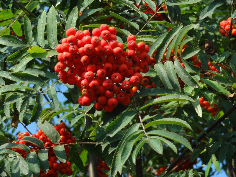 Vogelbeeren, die roten Früchte der Eberesche