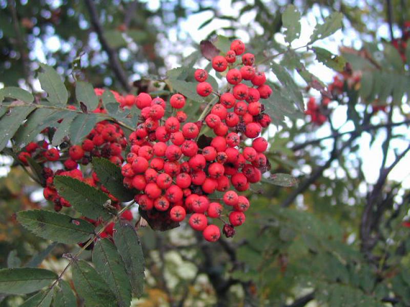 Rote Beeren der Eberesche