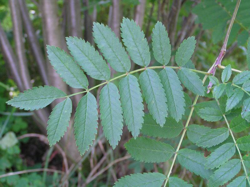 Sorbus aucuparia: Laubblatt im Sommer