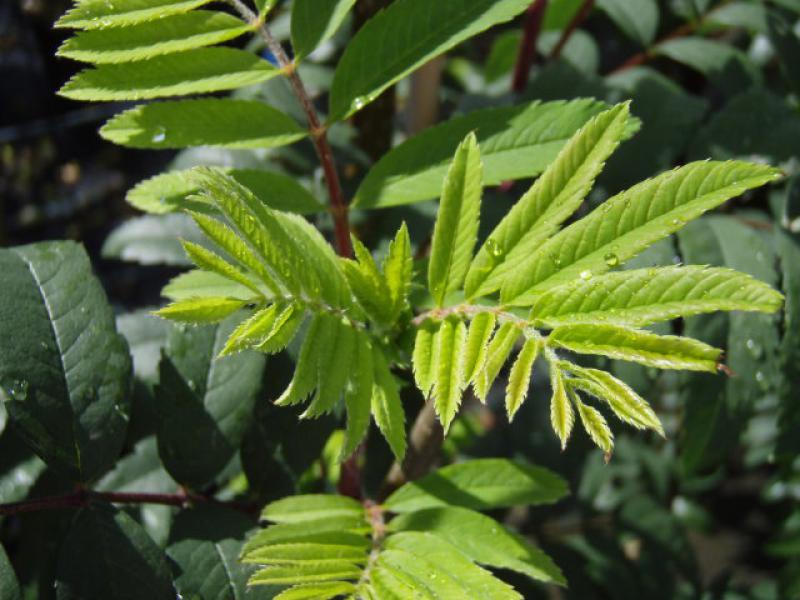 Sorbus aucuparia Rossica Major - frischer Austrieb