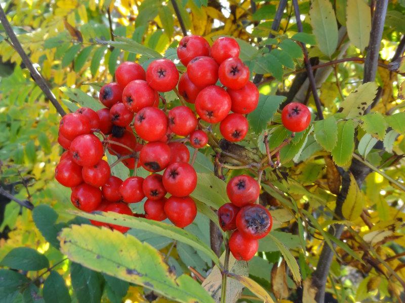 Die roten Vogelbeeren der großfrüchtigen Eberesche können für die Herstellung von Marmelade verwendet werden.