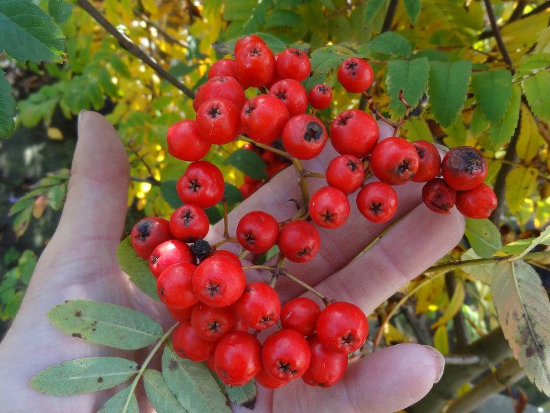 Große rote Beeren der Sorbus aucuparia Rossica Major