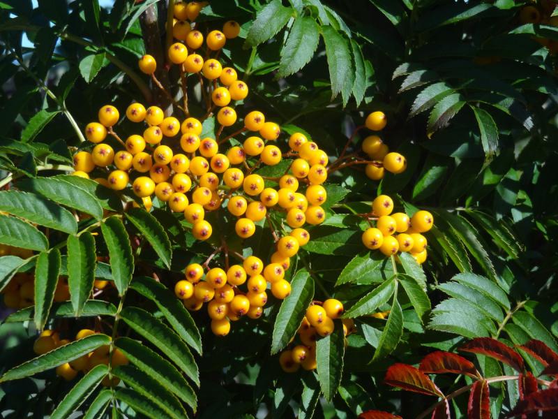 Schöner Fruchtschmuck bei Sorbus Autumn Spire