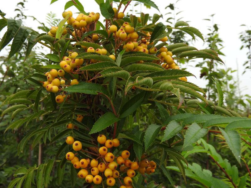 Gelbe Früchte der säulenförmigen Herbsteberesche