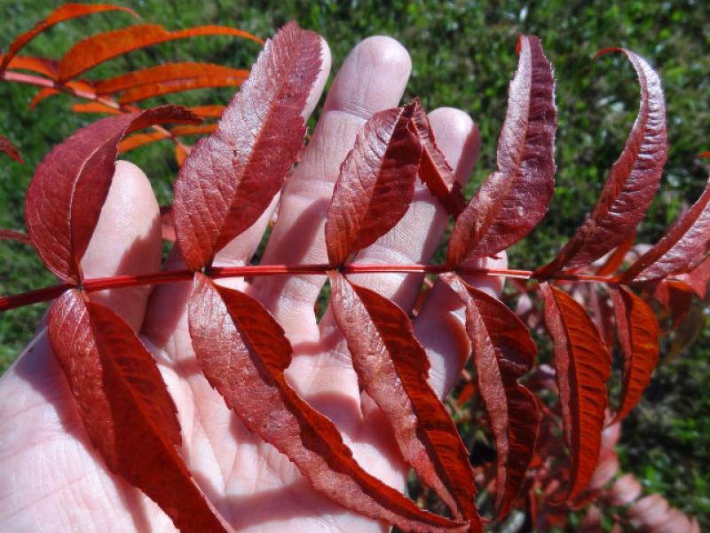 Eberesche Dodong in leuchtend roter Herbstfärbung
