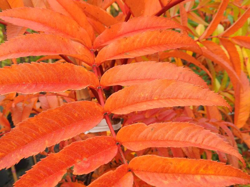 Sorbus Dodong verfärbt sich im Herbst leuchtend rotorange.