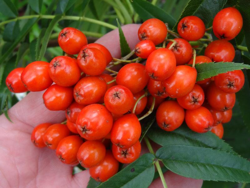 Orangerote Früchte von Sorbus Dodong