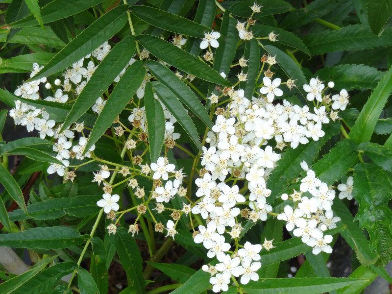Weiße Blüte der Eberesche Dodong