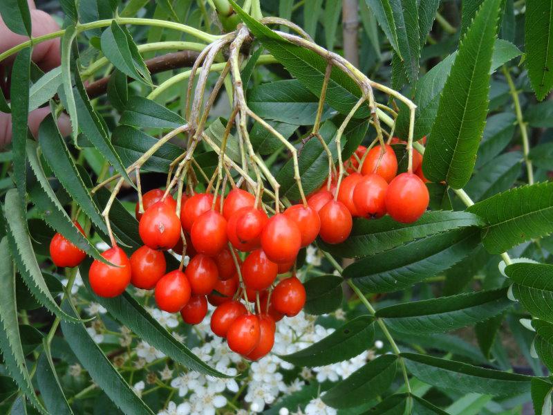 Sorbus Dodong: Rote Früchte, aufgenommen Mitte September