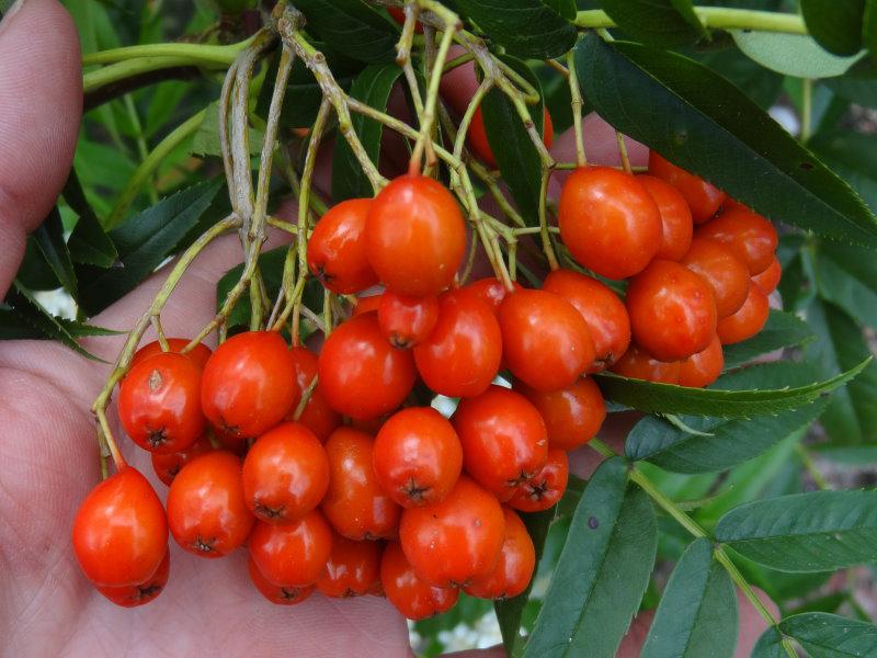 Die verhältnismäßig großen Früchte von Sorbus Dodong