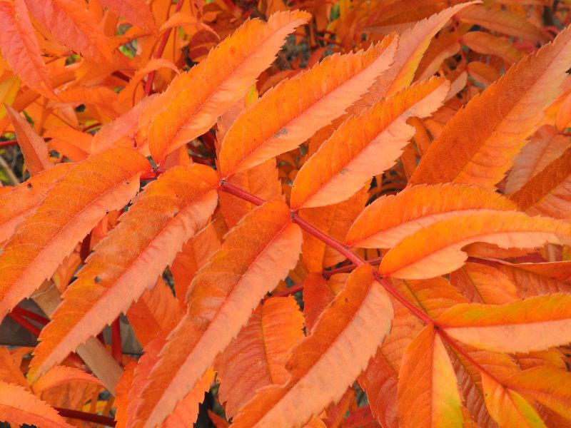 Eberesche Dodong - schöne orange-rote Herbstfärbung