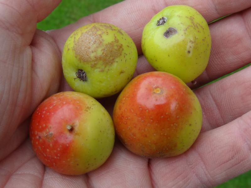 Reife Früchte des Speierling im Oktober