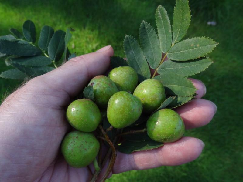 Früchte des Speierlings, Aufnahme aus dem August