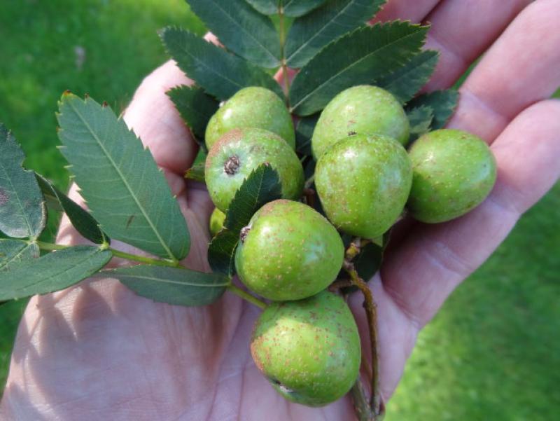 Unreife Früchte von Sorbus domestica