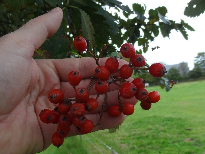 Früchte von Sorbus intermedia