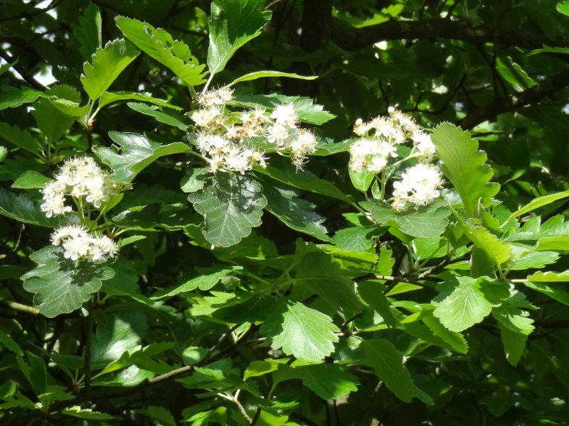 Blüte von Sorbus intermedia