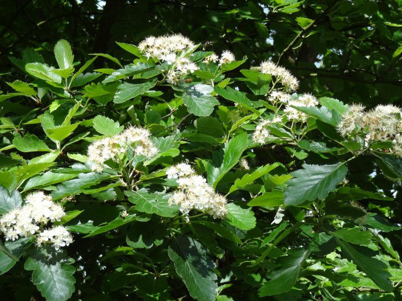 Nordische Mehlbeere im Juni