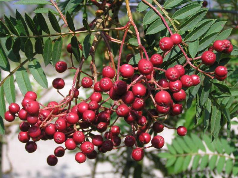 Rote Früchte der Mahagoni-Eberesche