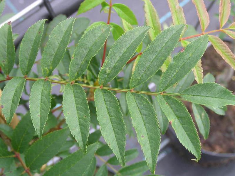 Gefiedertes Blatt der Sorbus serotina