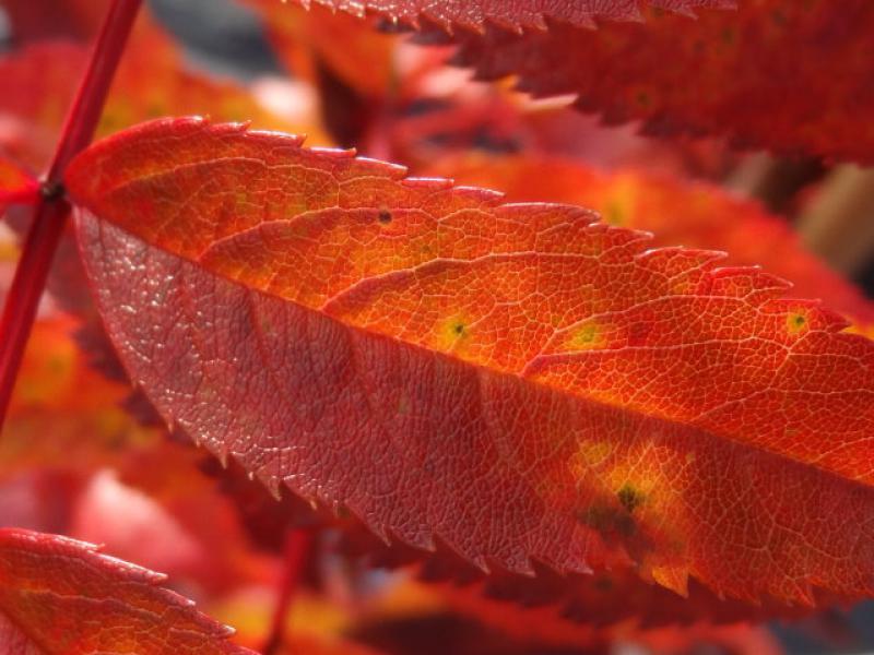 Die Blätter von Sorbus serotina färben sich im Herbst wundervoll rot.