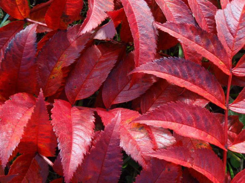 Sorbus serotina in roter Herbstfärbung