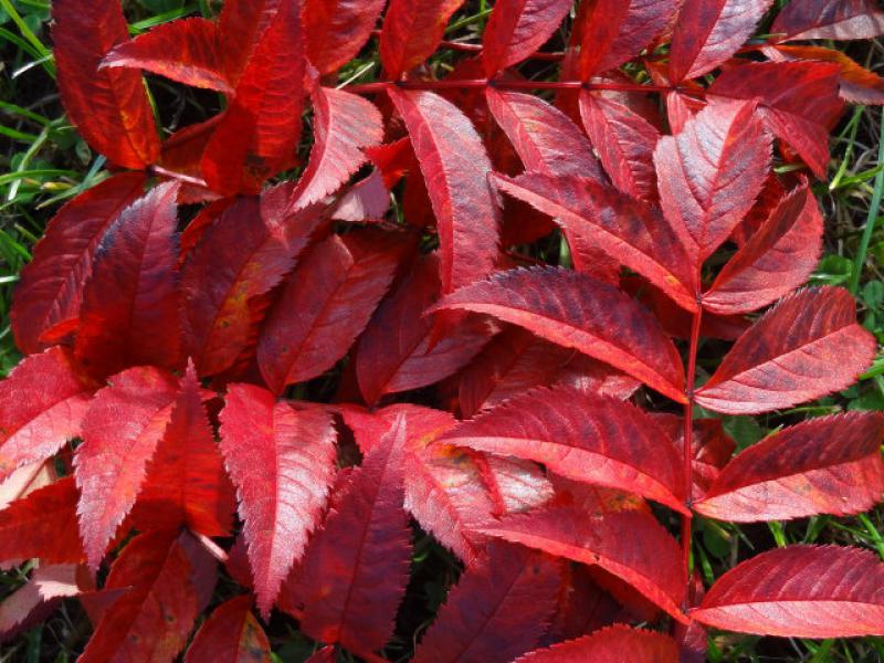 Die Mahagoni-Eberesche mit rotem Herbstlaub