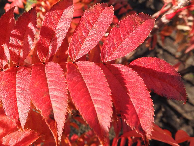 Leuchtend rotes Herbstlaub - Mahagoni-Eberesche