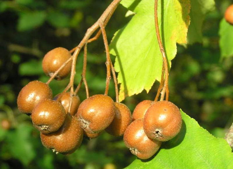 Früchte der Elsbeere