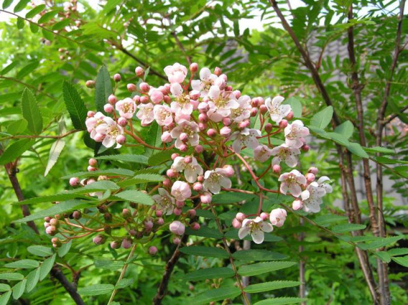 Rosa Frucht-Eberesche - rosa Früchte