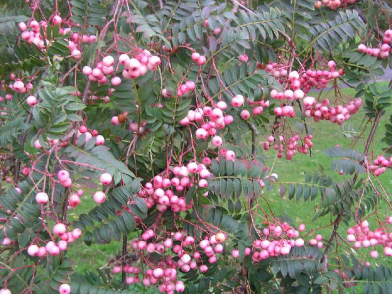 Rosa Frucht-Eberesche mit reichem Fruchtbehang