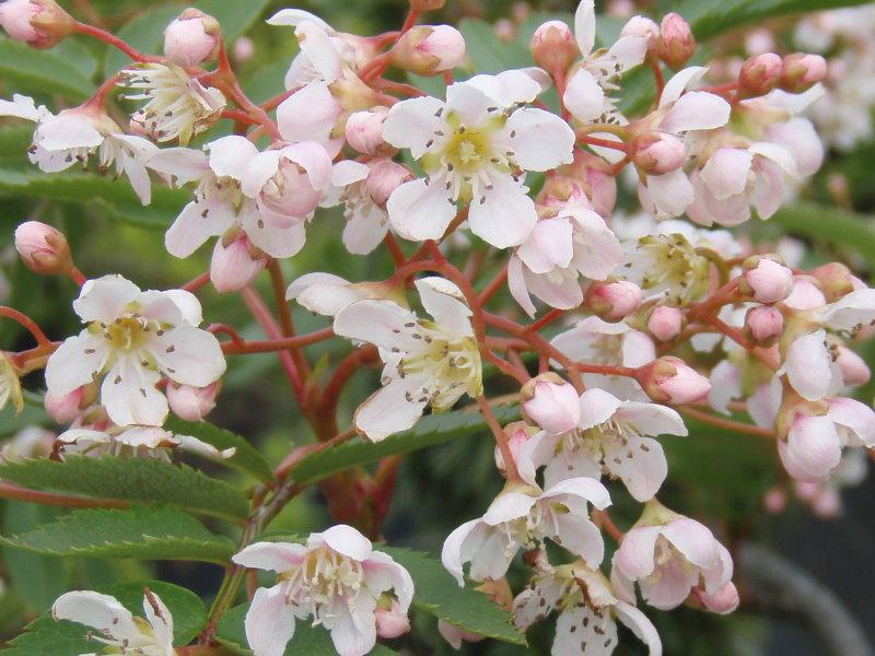 Die leicht rosa gefärbte Blüte von Sorbus vilmorinii