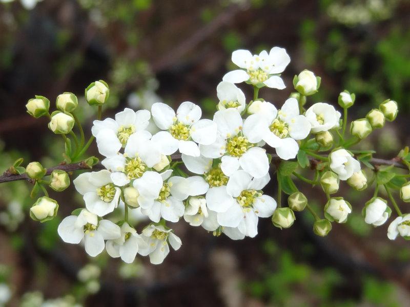 Blüte der Brautspiere