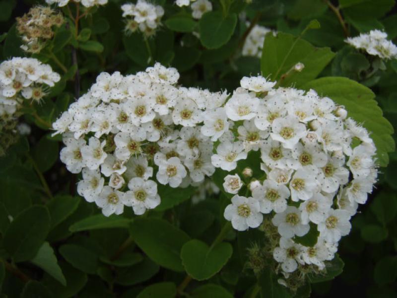 Spiraea betulifolia in Blüte im Mai/Juni