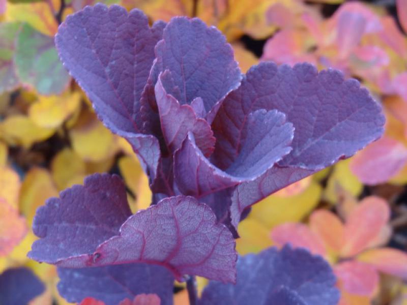 Spiraea betulifolia: Schöne Farbeffekte im Herbst