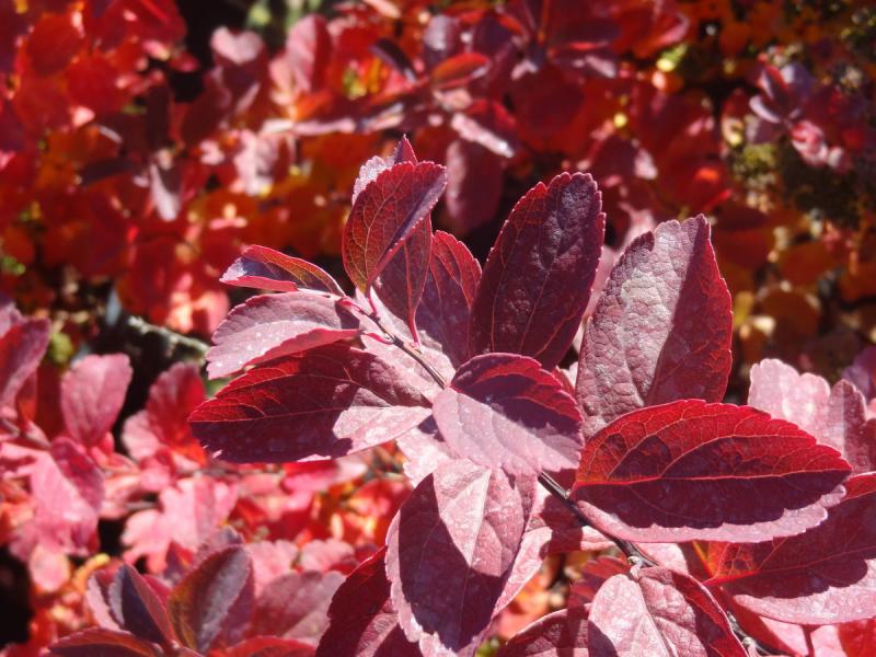 Voll im Herbstlaub: Spiraea betulifolia