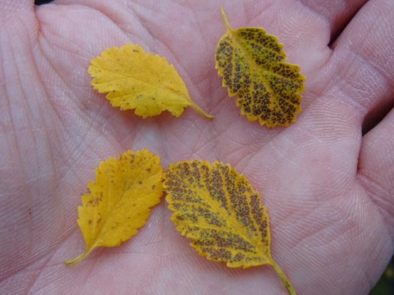 Herbstblätter bei Betula humilis