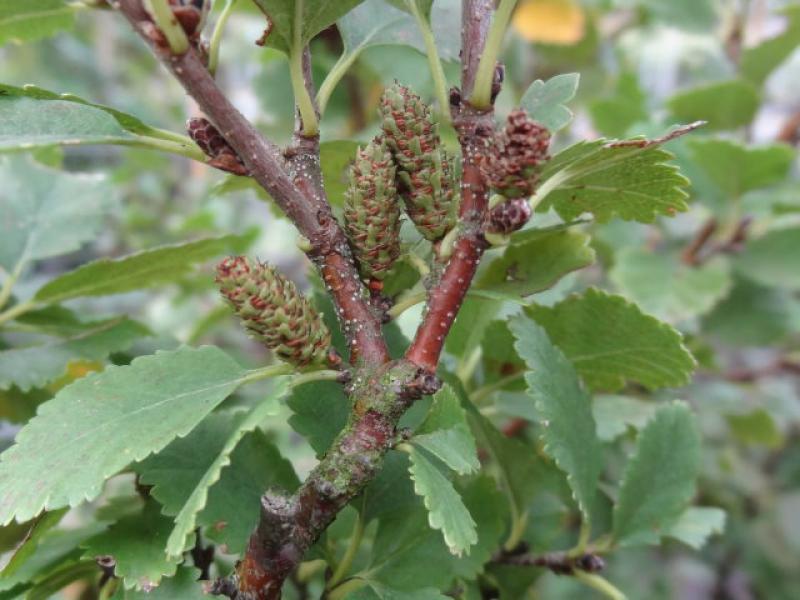 Betula humilis