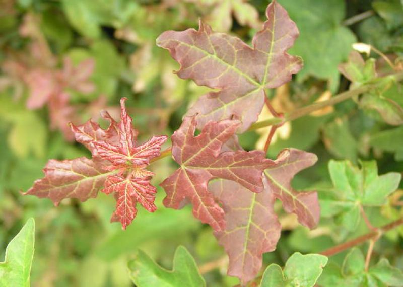 Der frische, rötliche Austrieb des Feldahorn - Acer campestre