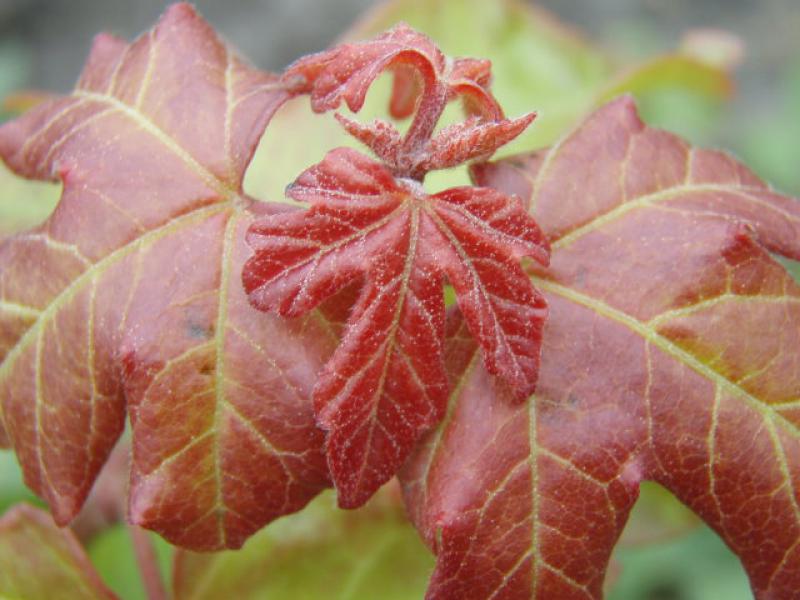 Blatt Feldahorn - Acer campestre