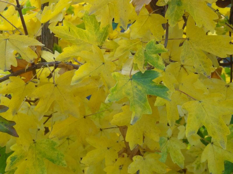 Acer campestre im Herbstlaub