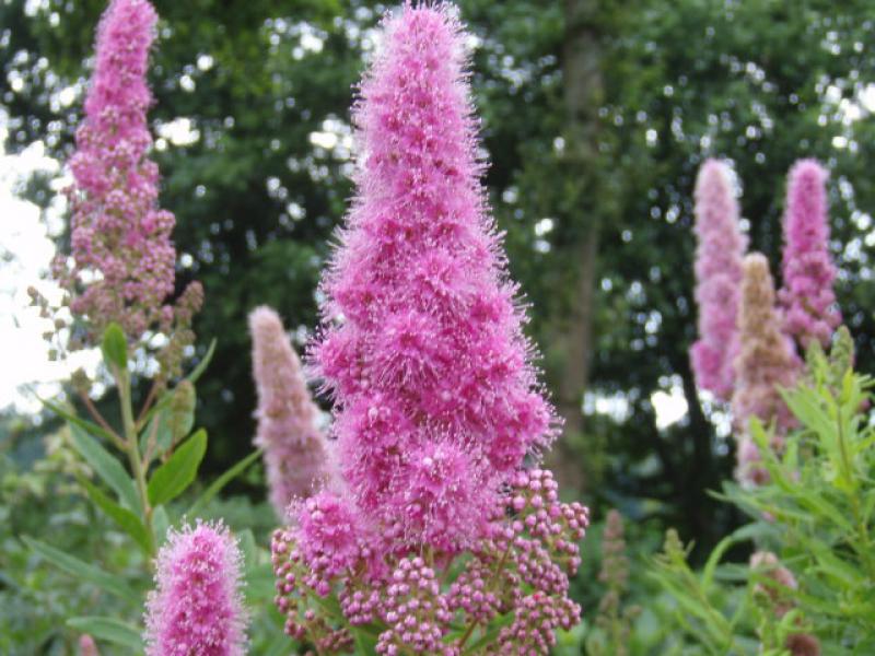 Blüte im Detail: Kolbenspiere