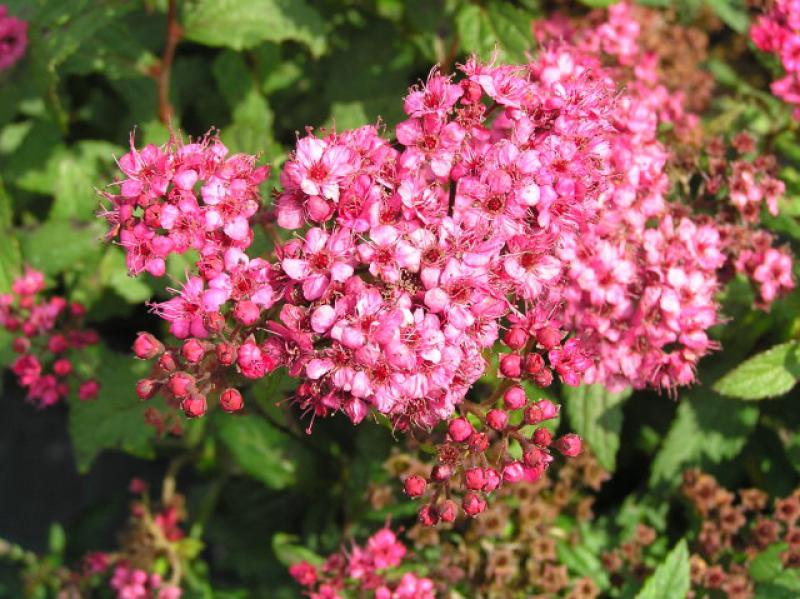 Roter Spierstrauch Darts Red - karminrote Blüten