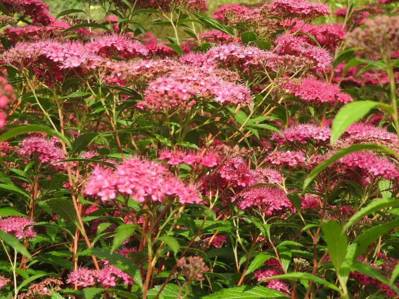 Rosa Blüten der Spiraea japonica Darts Red