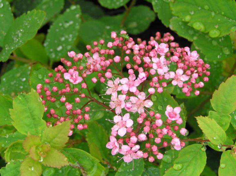 Rosa blühende Halbhohe Spiere