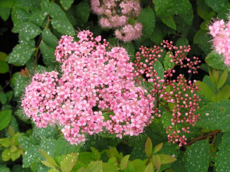 Halbhohe Spiere - rosa Blüten