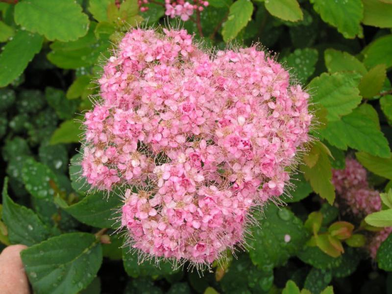 Halbhohe Spiere - rosa Blüte