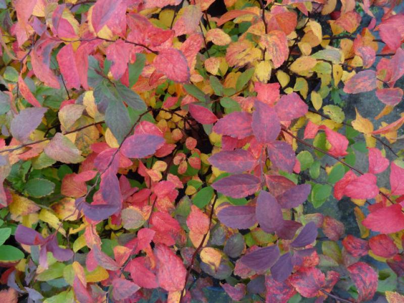 Facettenreiches Herbstlaub bei Spiraea callosa