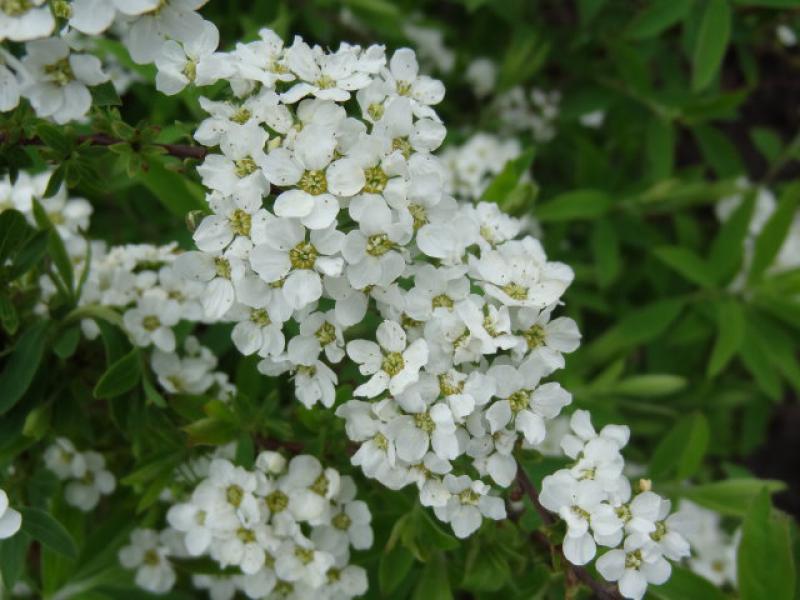 Blüte von Spiraea cinerea Grefsheim, Frühe Brautspiere